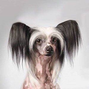 Meet your Posher, Francine